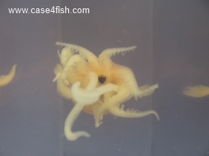 Foto Galerie/Cephalopoda/Sepiola atlantica/Sepiola atlantica_01_S.jpg